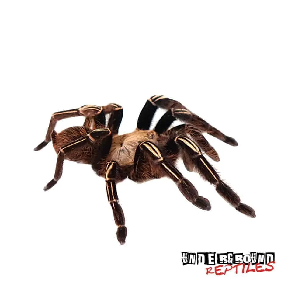 24377 tarantula sling molting