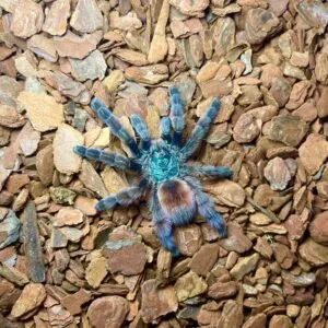 24377 tarantula sling substrate