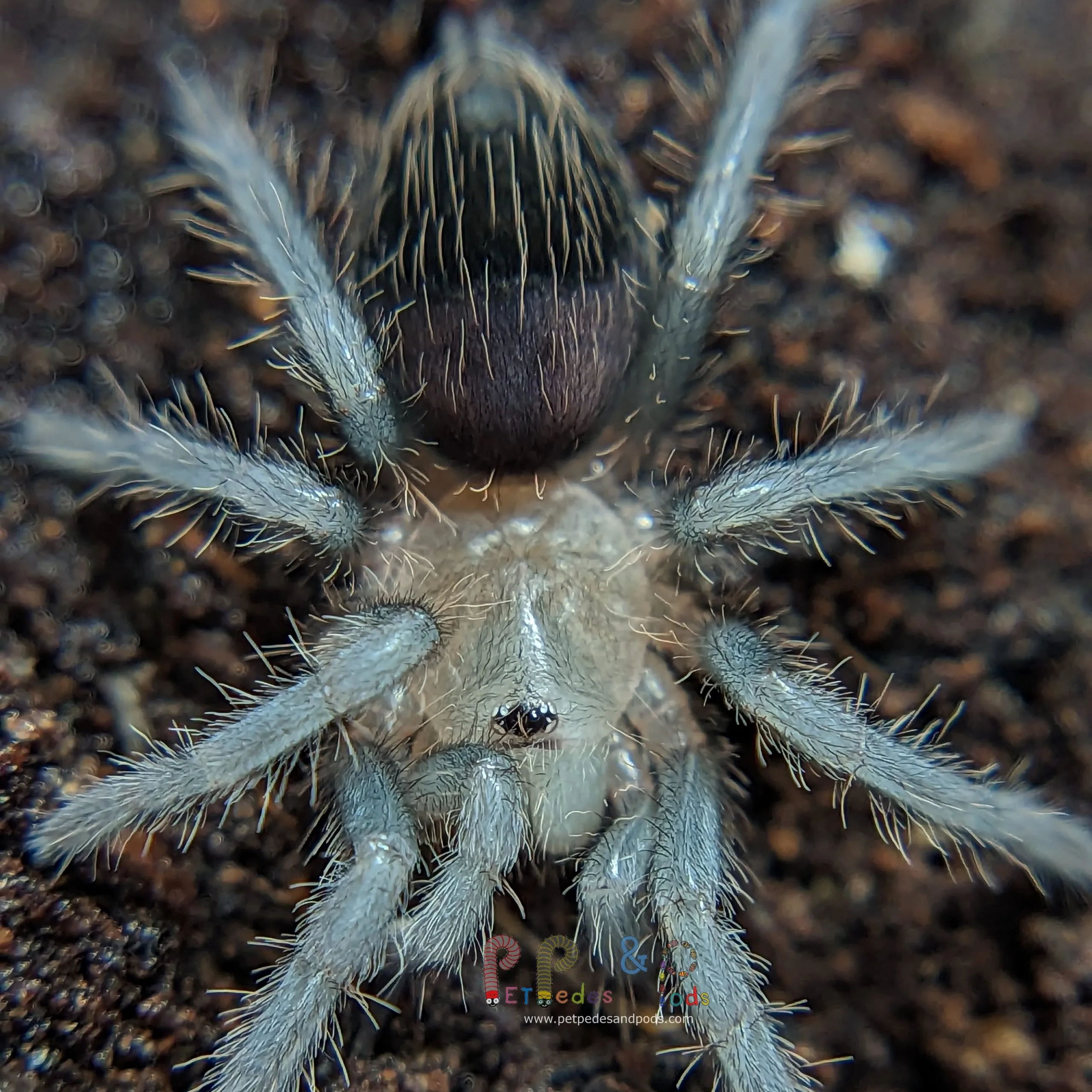 24377 tarantula sling water