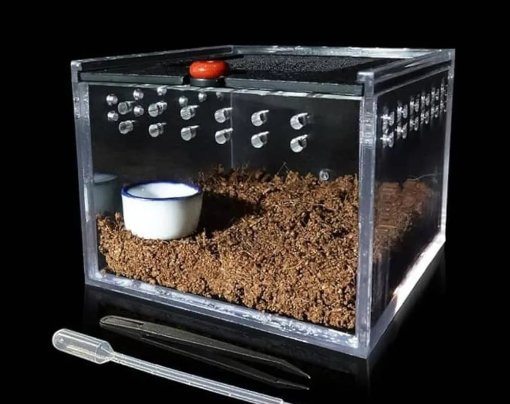 /img/24378-junodi-tarantula-cleaning.webp