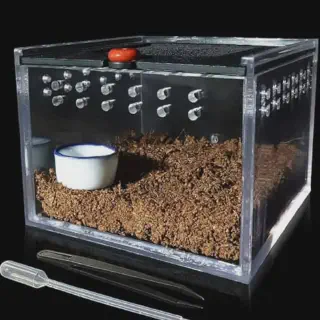 /img/24378-junodi-tarantula-cleaning.webp