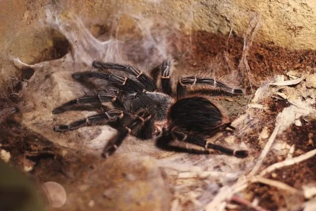24379 tarantula handling