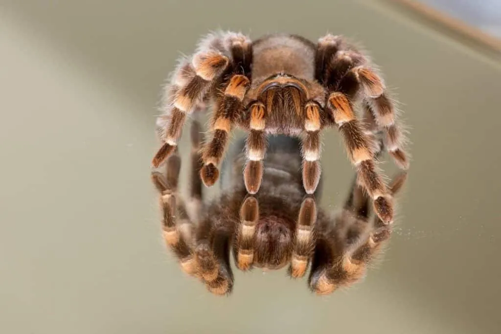 24379 tarantula molting