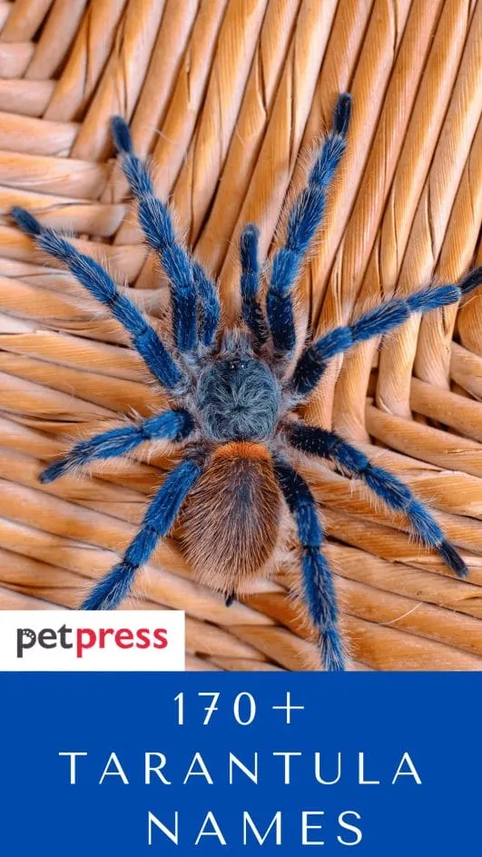 24379 tarantula name ideas