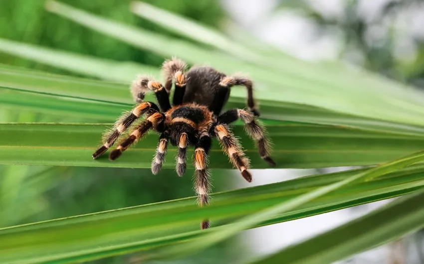 /img/24379-tarantula-names-list.webp