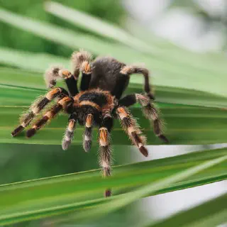 /img/24379-tarantula-names-list.webp
