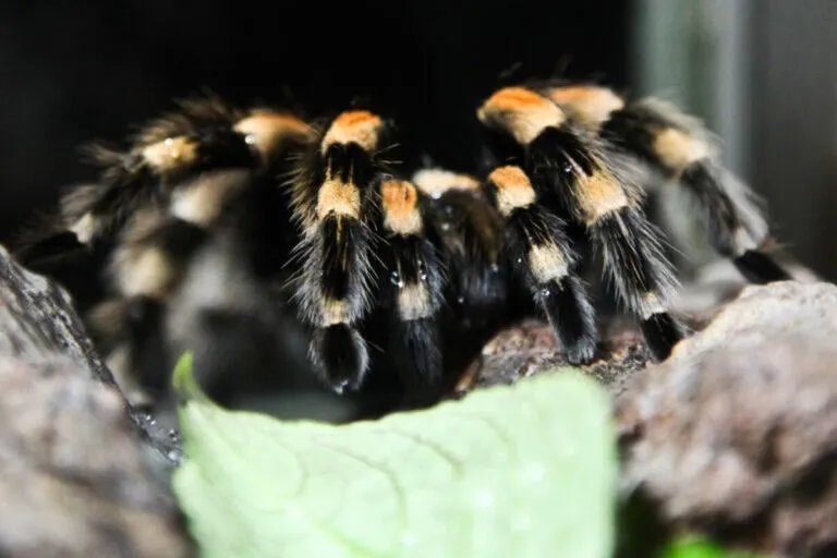24379 tarantula spider facts