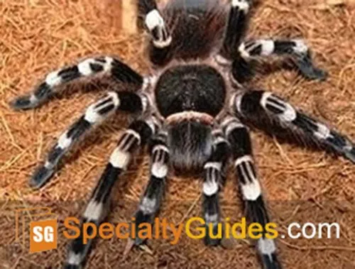 24381 white knee tarantula enclosure