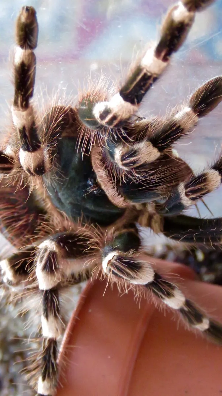 24381 white knee tarantula feeding