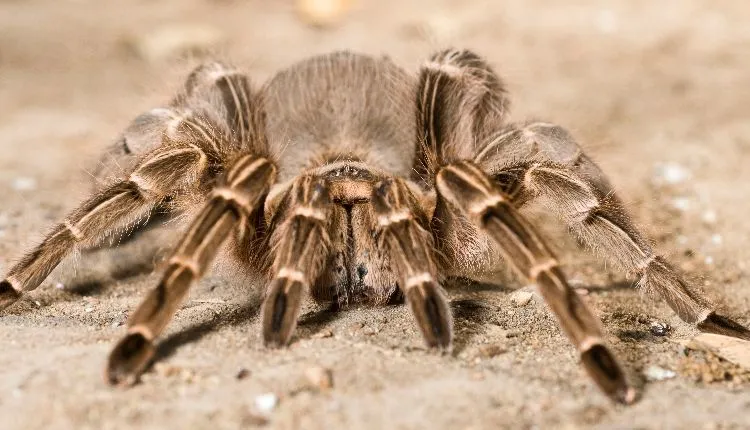 24381 white knee tarantula handling