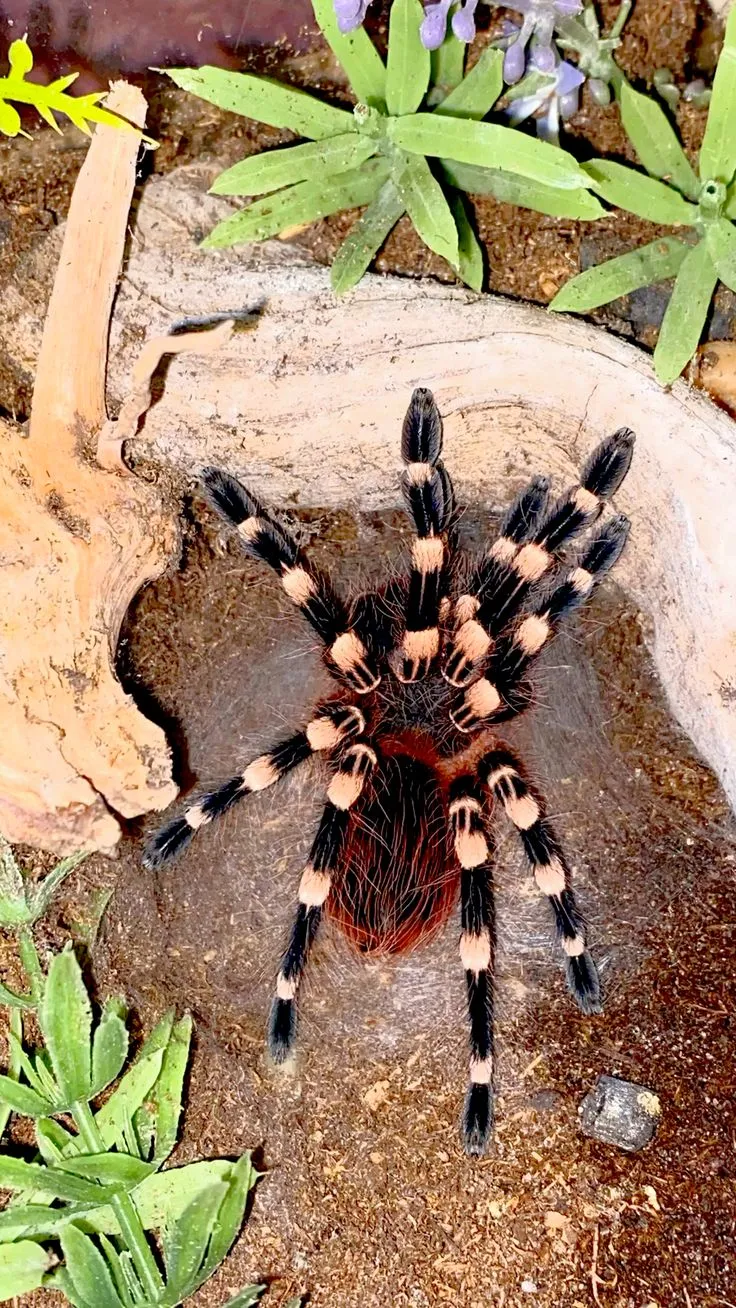 /img/24381-white-knee-tarantula-health.webp