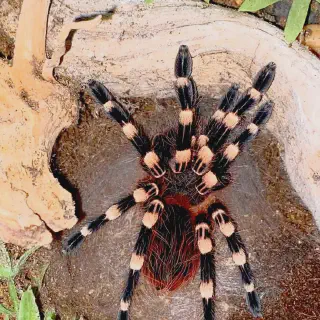 /img/24381-white-knee-tarantula-health.webp