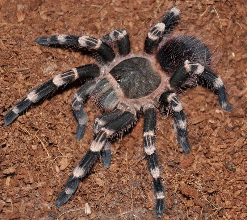 24381 white knee tarantula substrate