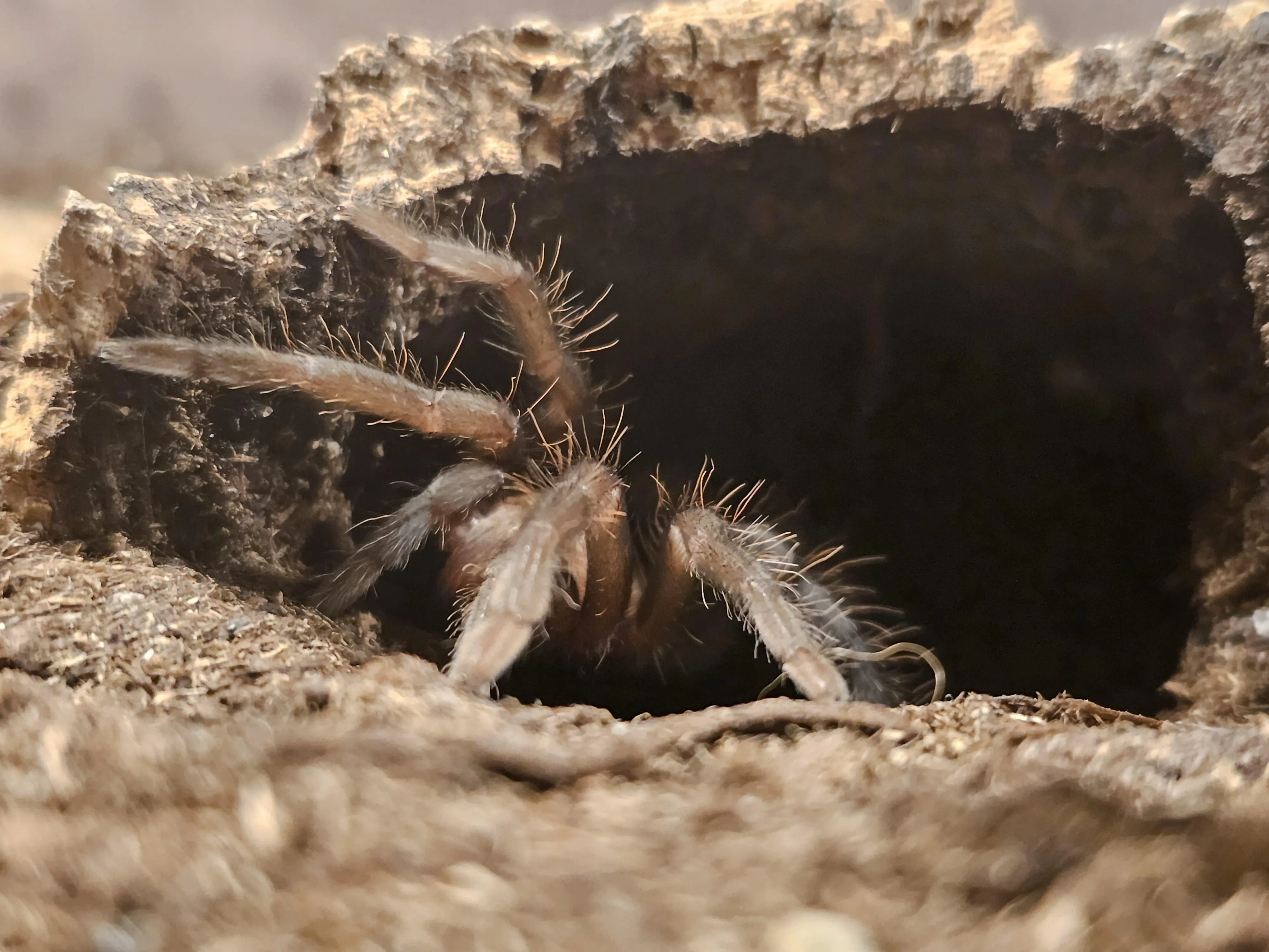 /img/24383-cockroach-habitat.webp