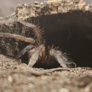 /img/24383-cockroach-habitat.webp