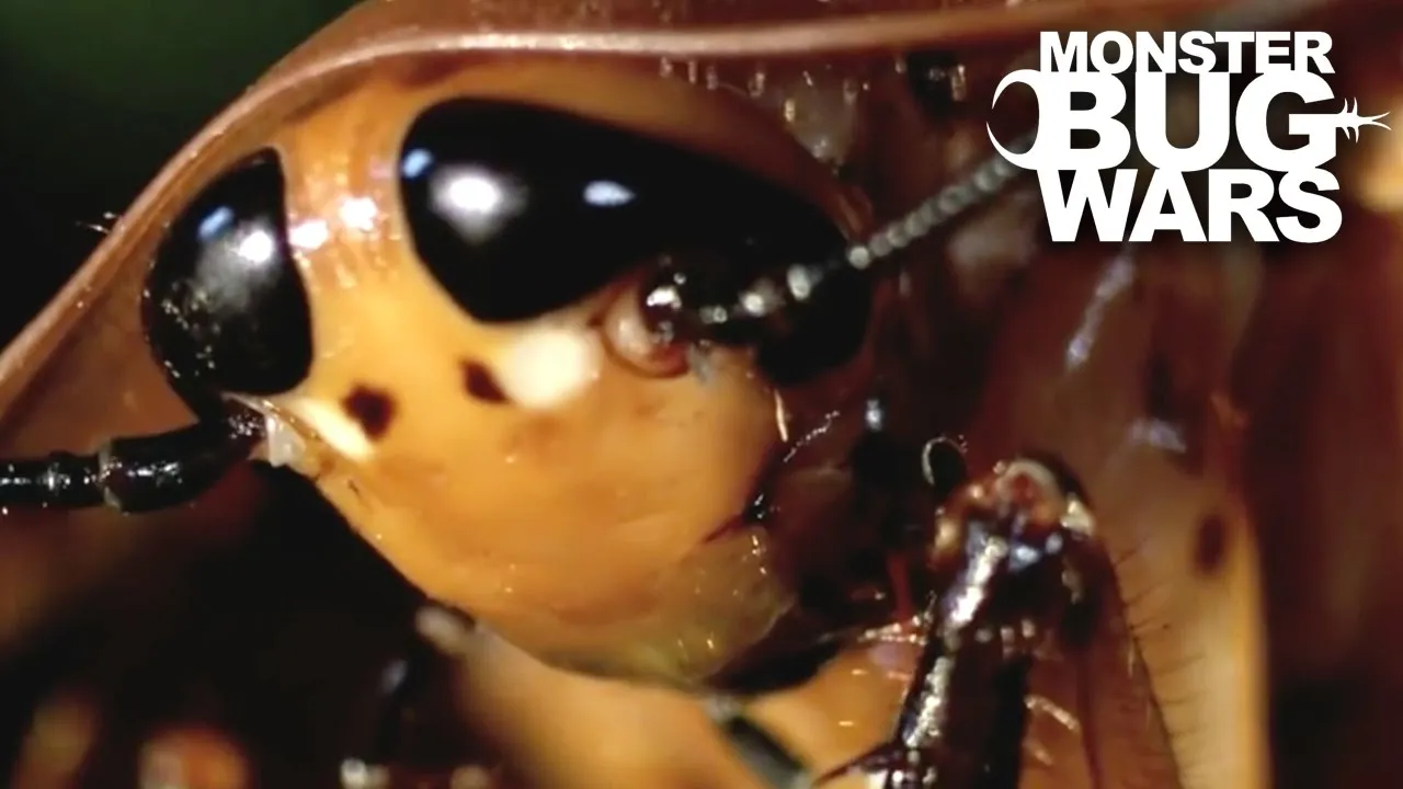 24383 giant cockroach