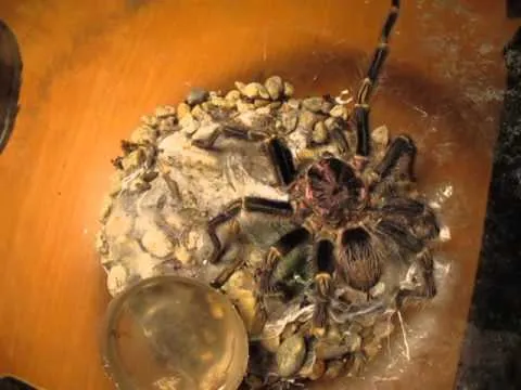 24383 red rump tarantula