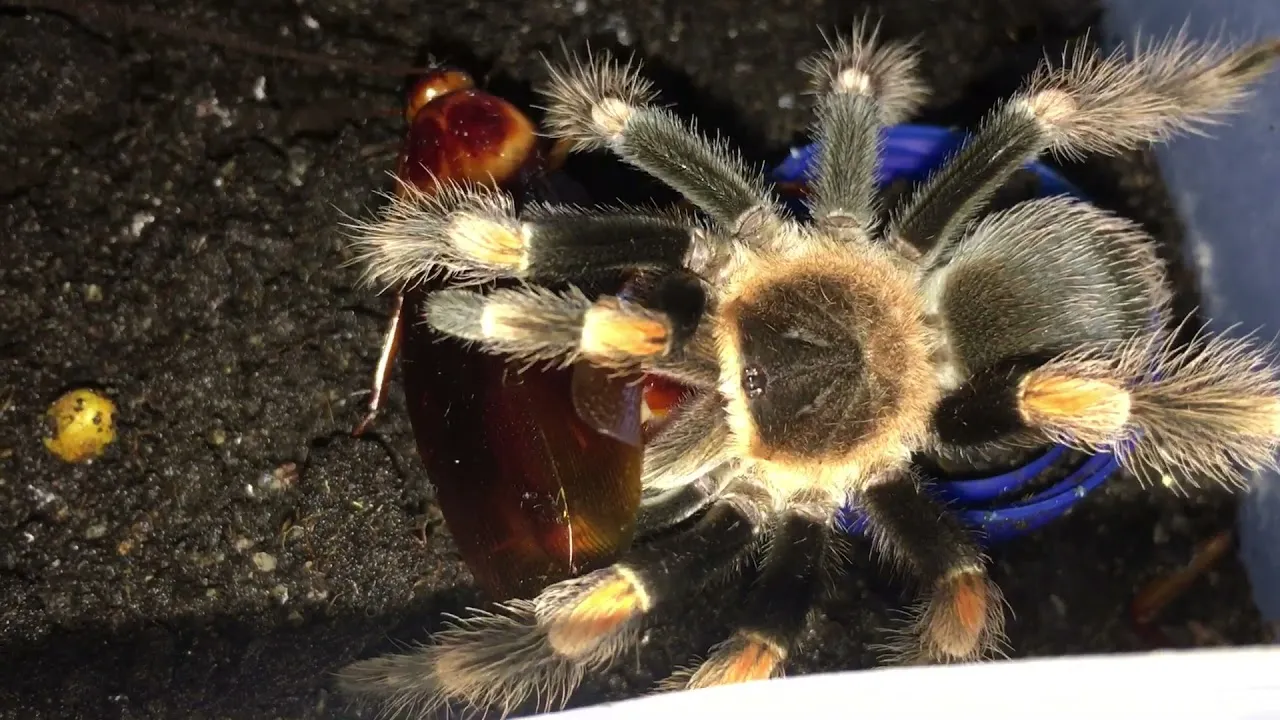 24383 tarantula attacking