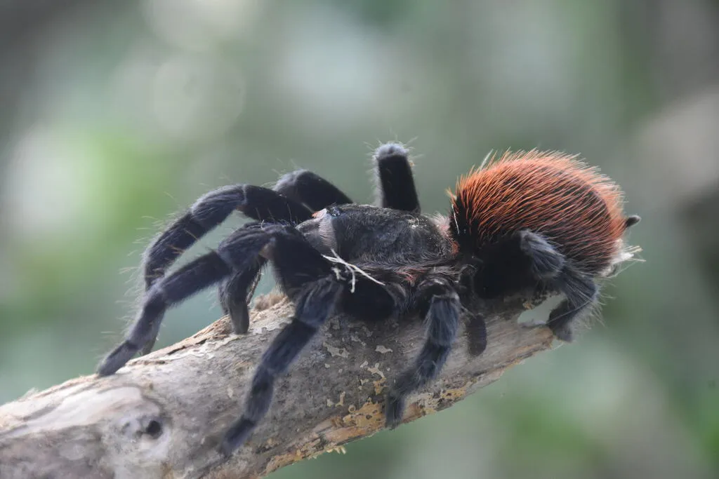 24383 tarantula defense