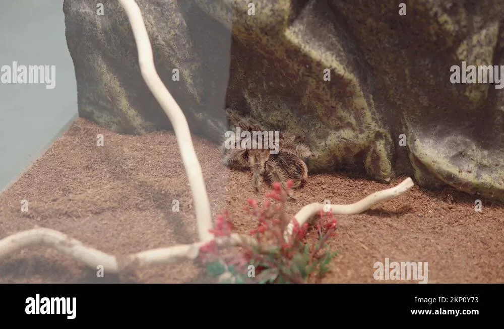24384 hawk hunting tarantula