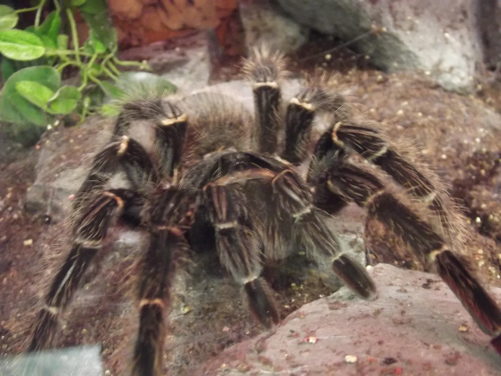 24384 identifying tarantula eating birds