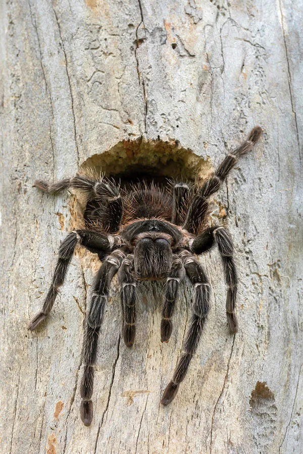 /img/24384-photographing-bird-tarantula.webp
