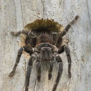 /img/24384-photographing-bird-tarantula.webp