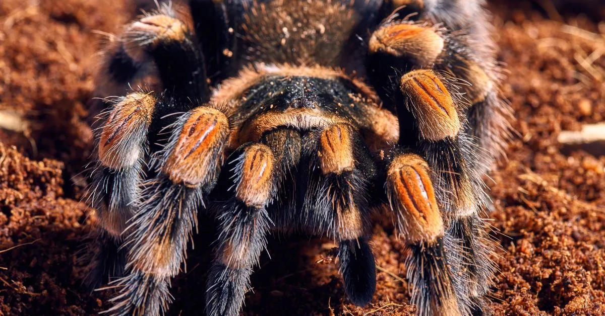 24385 tarantula habitat