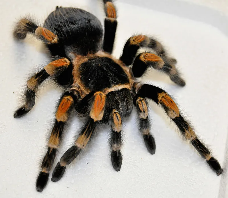 /img/24385-tarantula-handling-safety.webp