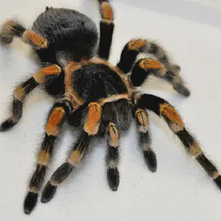 /img/24385-tarantula-handling-safety.webp