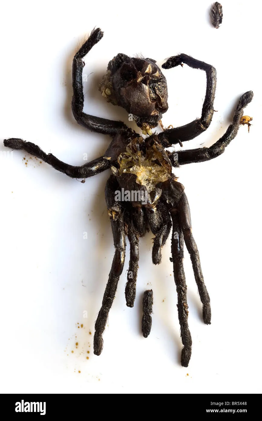 24386 restaurant serving tarantula