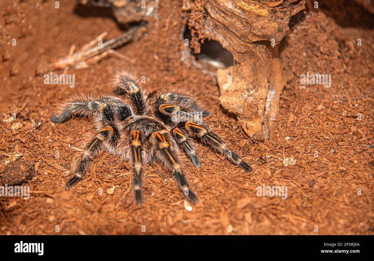/img/24387-tarantula-guide.webp