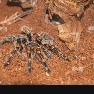 /img/24387-tarantula-guide.webp