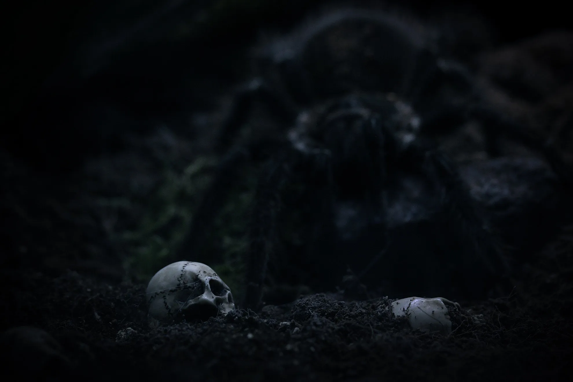 24387 tarantula identification 1