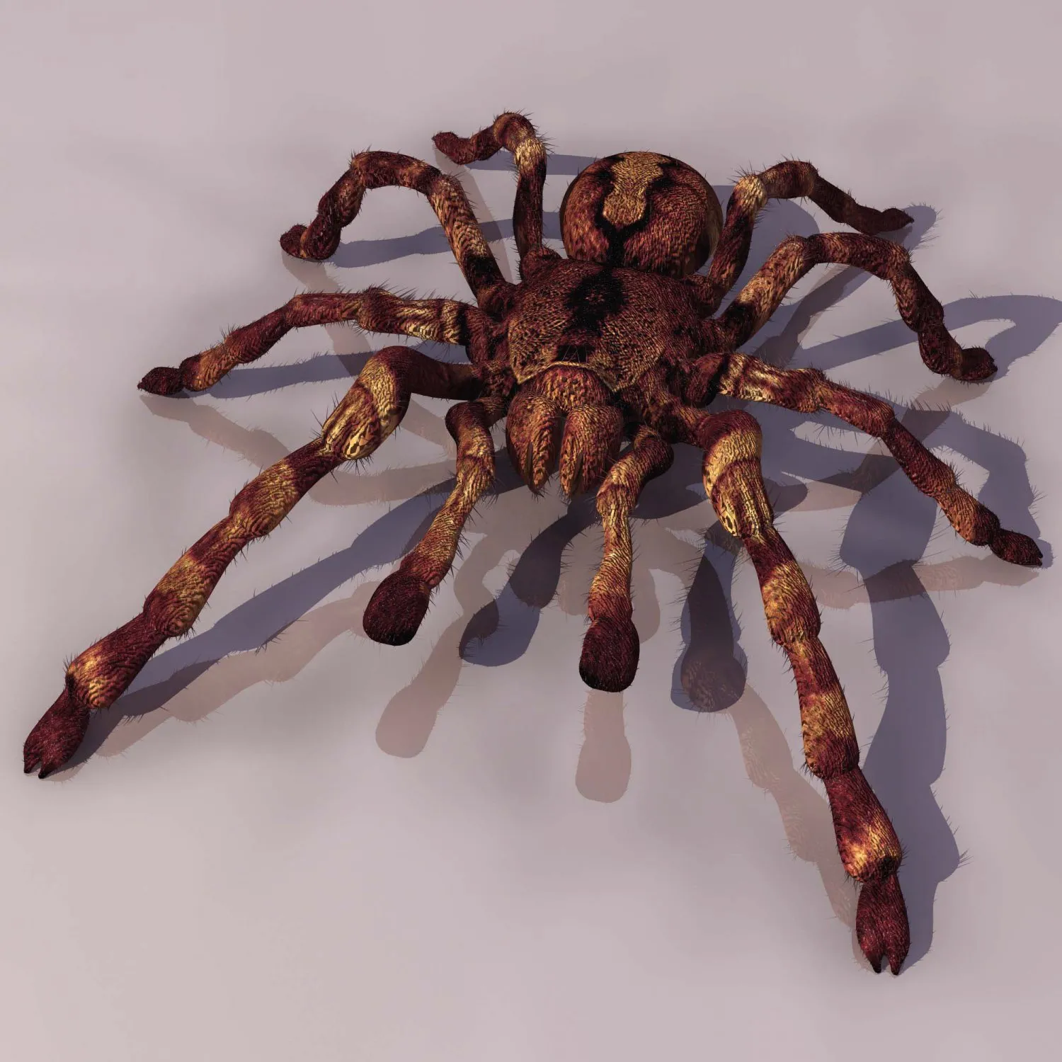 24387 tarantula identification 2