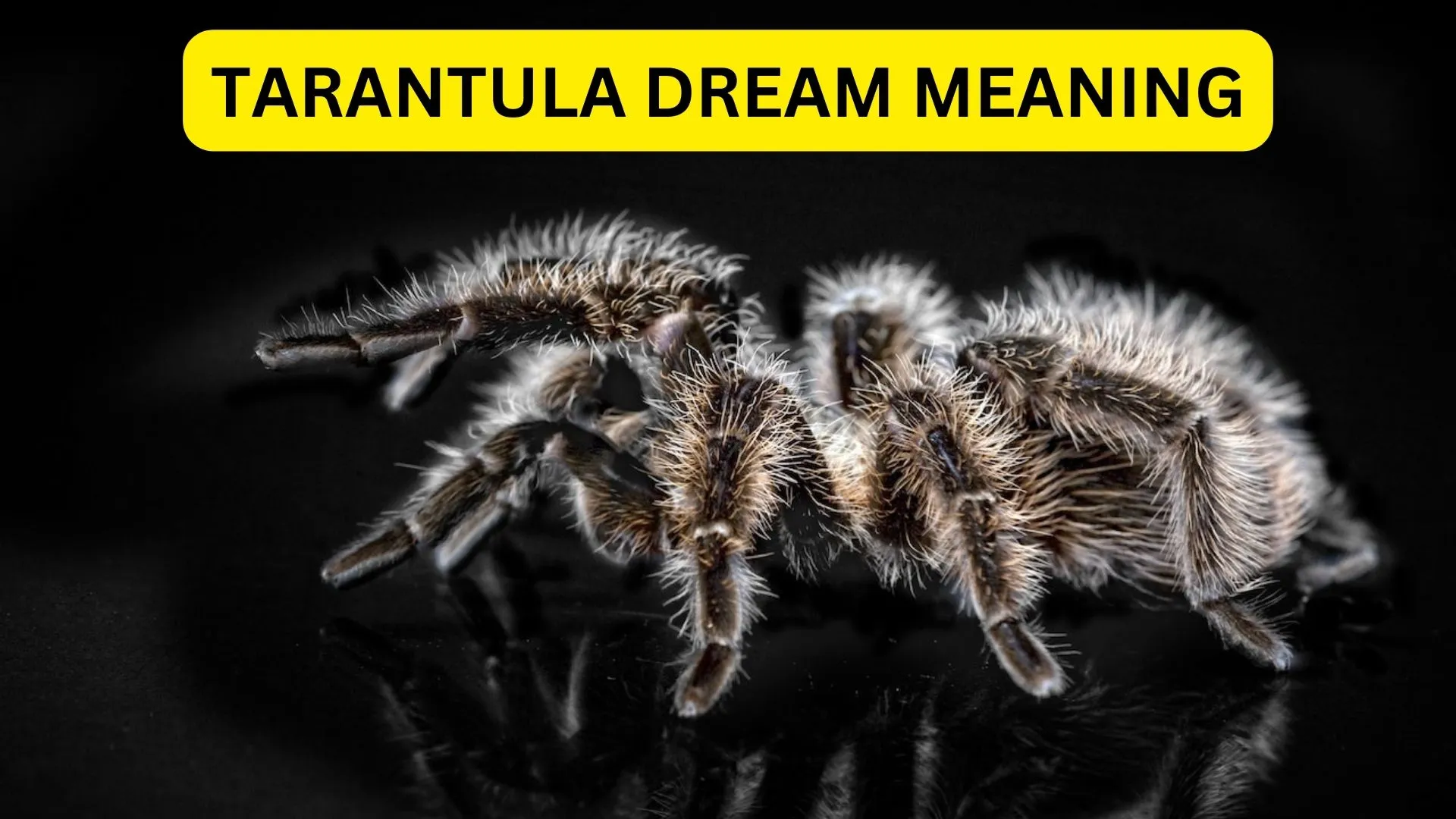 24389 tarantula behavior