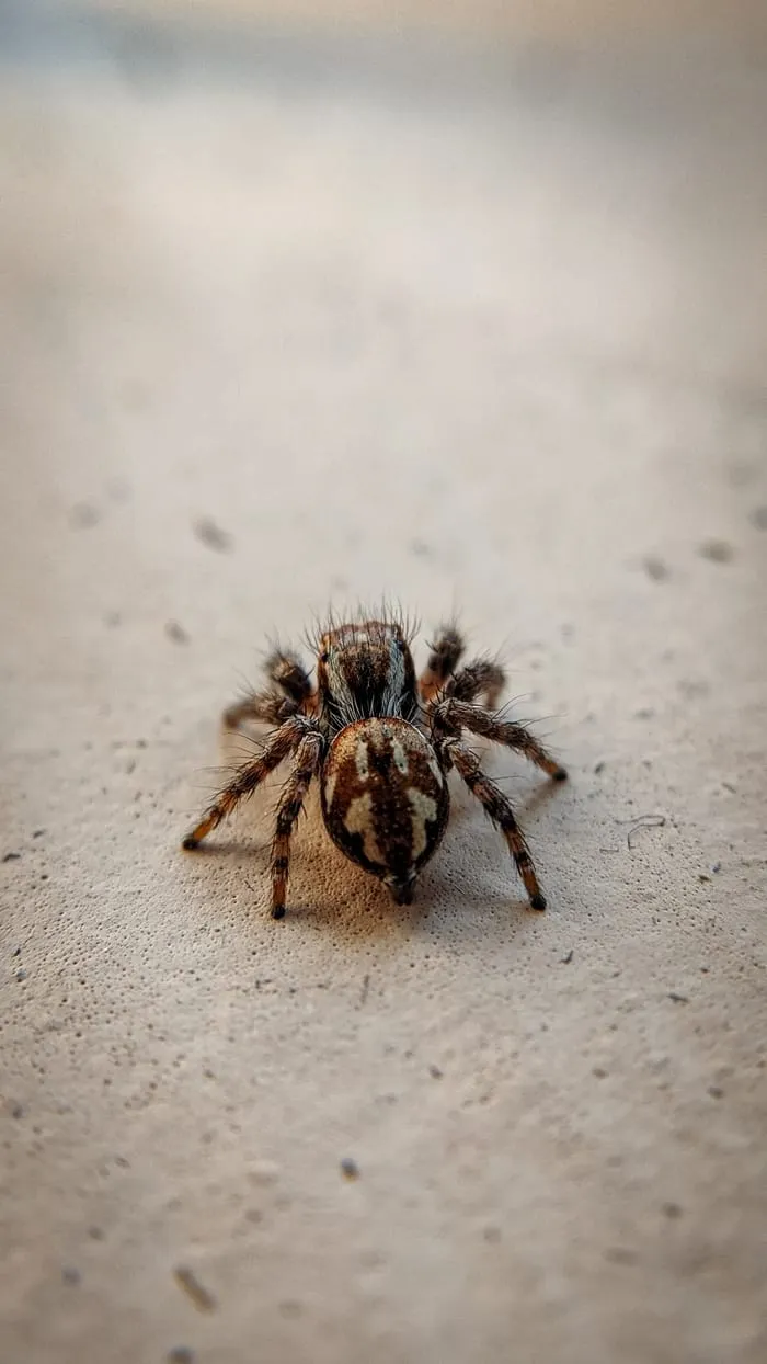 24389 tarantula bite