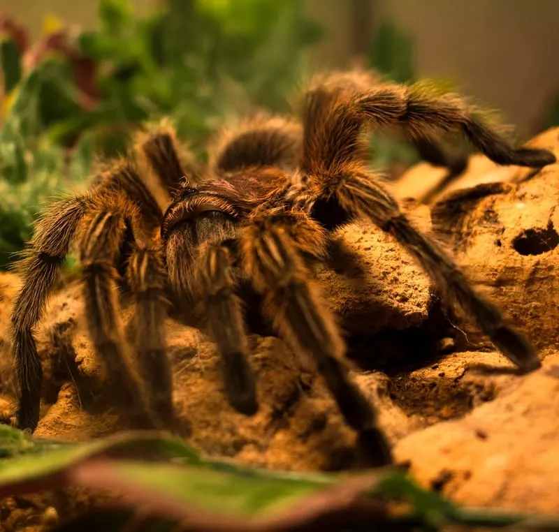 24389 tarantula dream