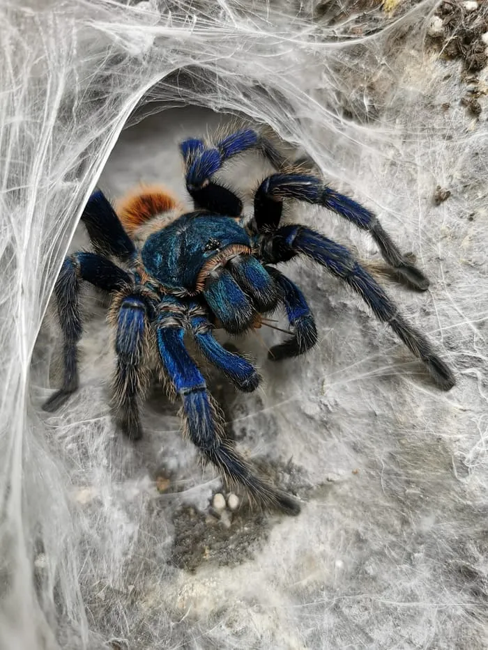 24389 tarantula mythology