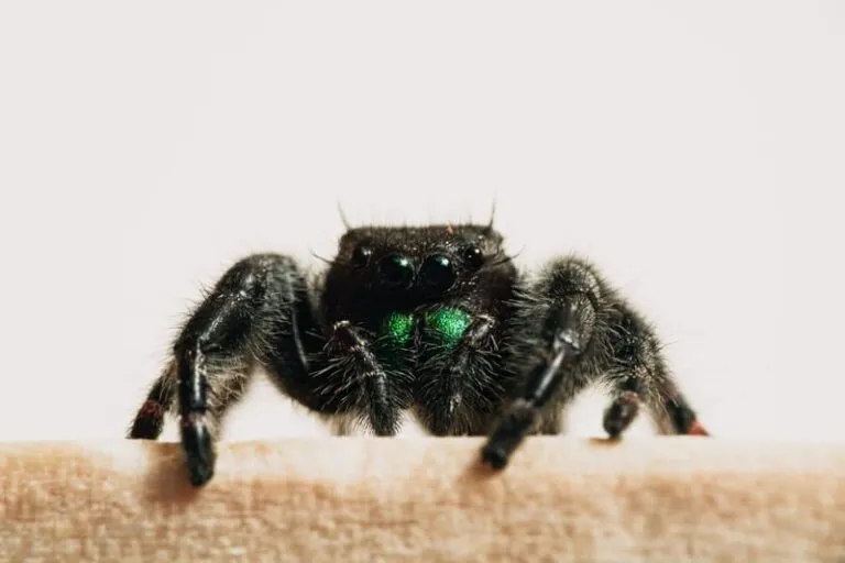 /img/24389-tarantula-nature.webp