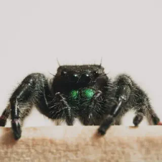 /img/24389-tarantula-nature.webp