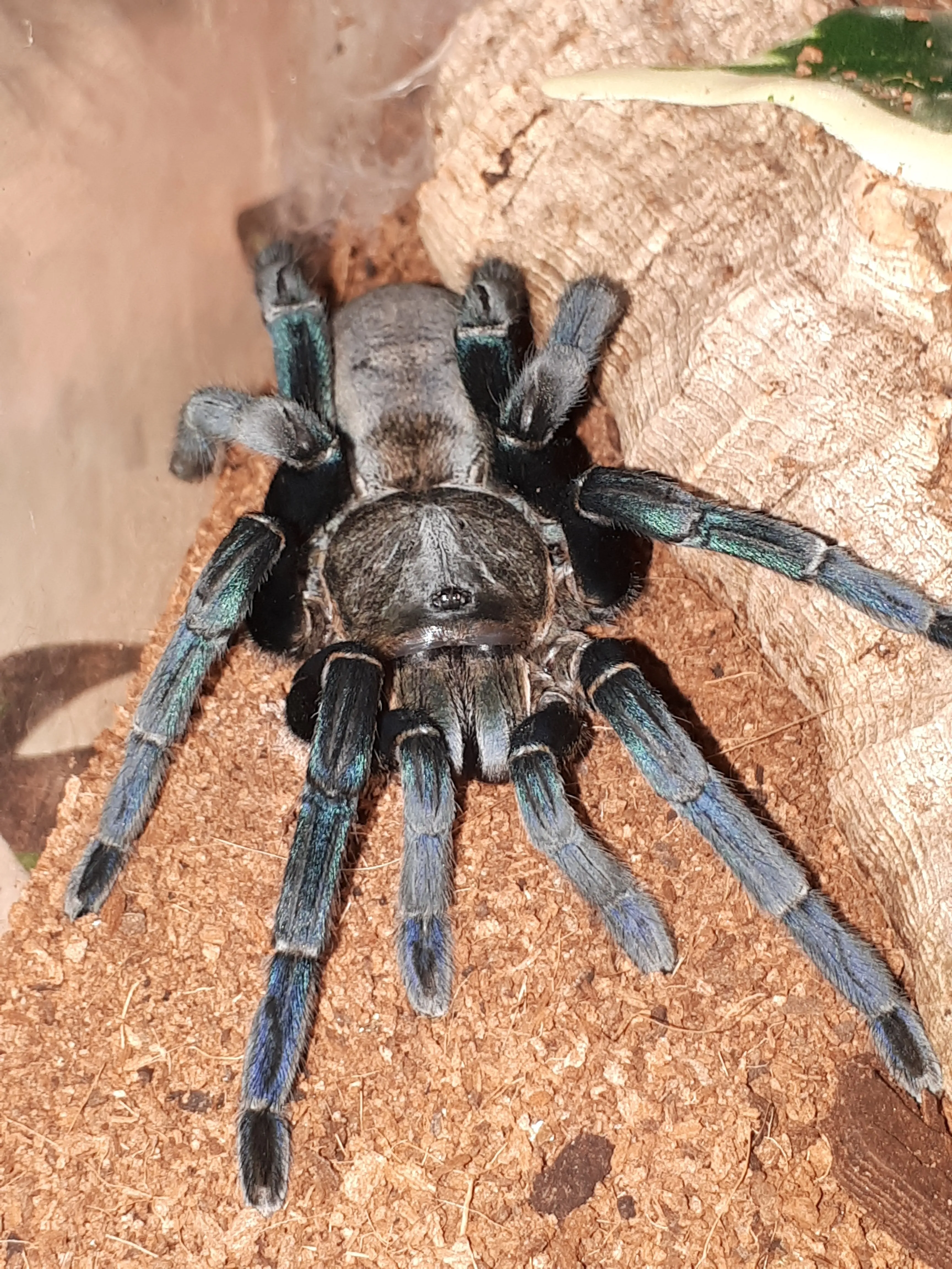 24390 cobalt blue tarantula before molting