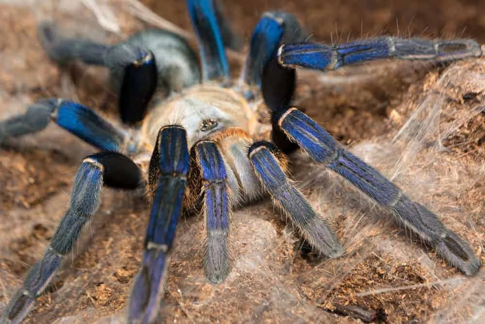 /img/24390-cobalt-blue-tarantula-dehydration.webp