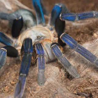 /img/24390-cobalt-blue-tarantula-dehydration.webp