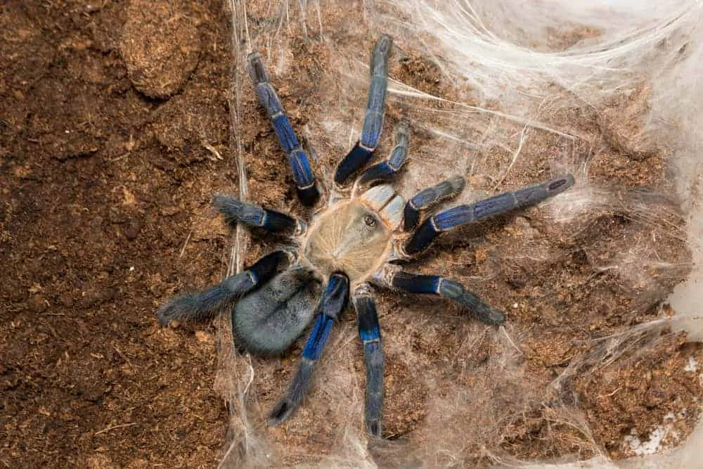 24390 cobalt blue tarantula feeding after molting