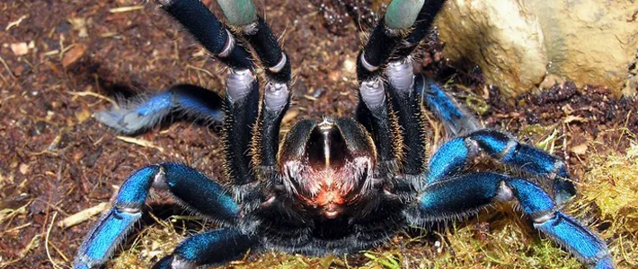 24390 cobalt blue tarantula molting environment