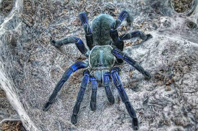 24390 cobalt blue tarantula molting process