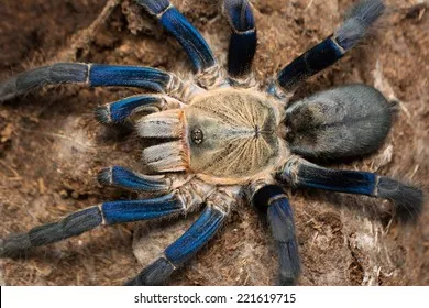24390 cobalt blue tarantula molting signs