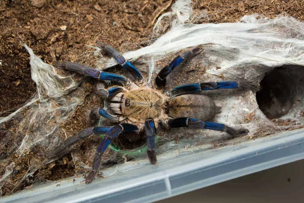 24390 cobalt blue tarantula new exoskeleton