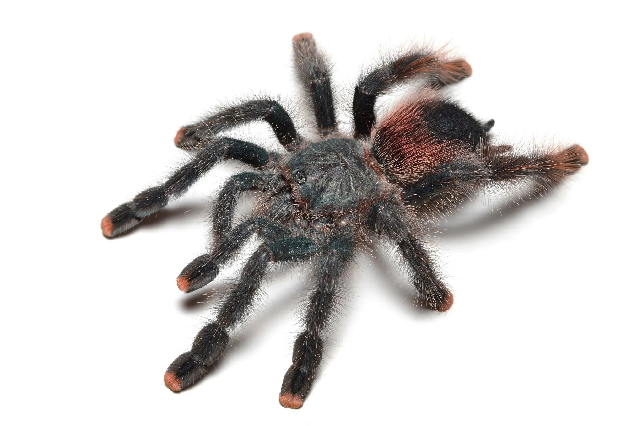 24392 pink toe tarantula feeding